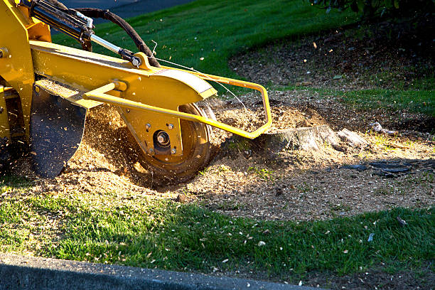 Best Tree Removal  in Nuevo, CA