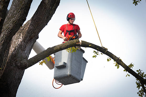 Best Tree Disease Treatment  in Nuevo, CA